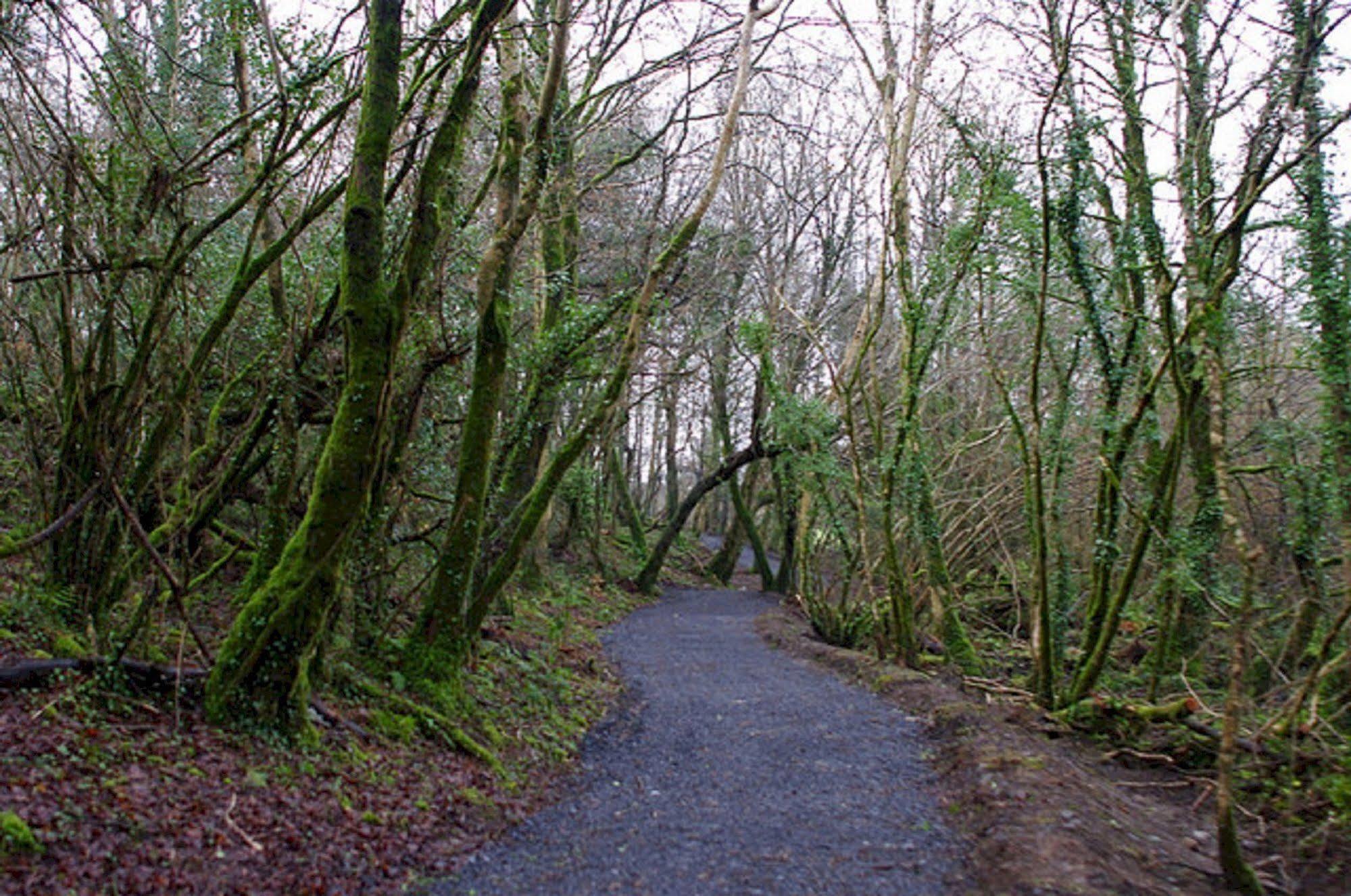 Breaffy Woods Hotel Castlebar Dış mekan fotoğraf